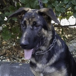 freki-sitting-330x495-250x250_da2ga3 16684