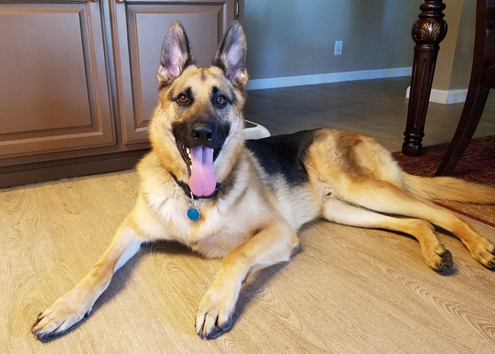 Max 1 _ A 20180921_085856_da2g93_3ayypg Maximus