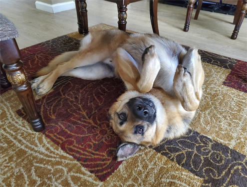 IMG-20240329-WA0007.jpg Maximus